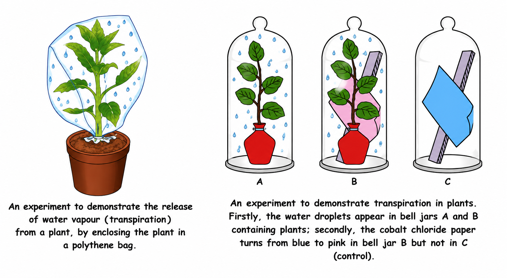 Fig. 5.1 & 5.2: Demonstration of Transpiration using a bell jar and Cobalt Chloride paper